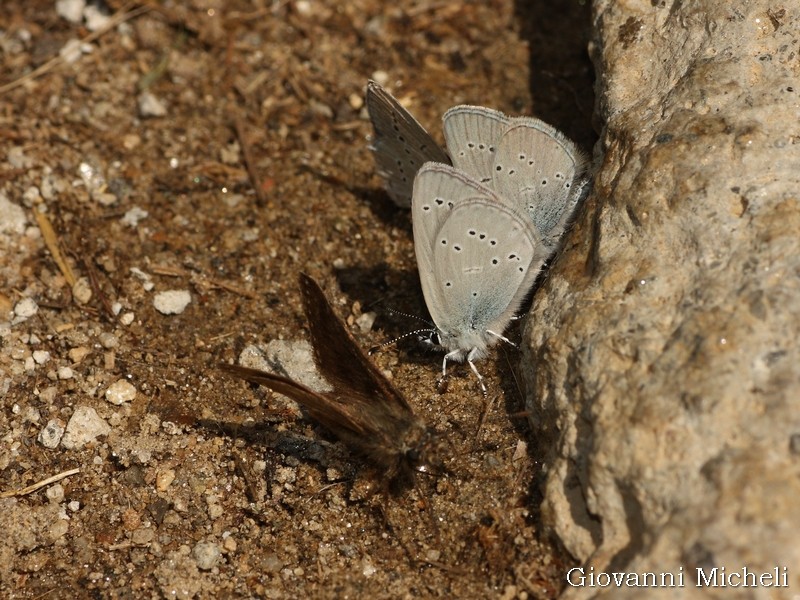 Lepidotteri all''Alpe Devero  (1856 slm)